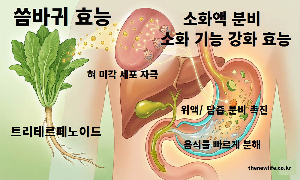 바귀 효능 소화액 분비 소화 기능 강화