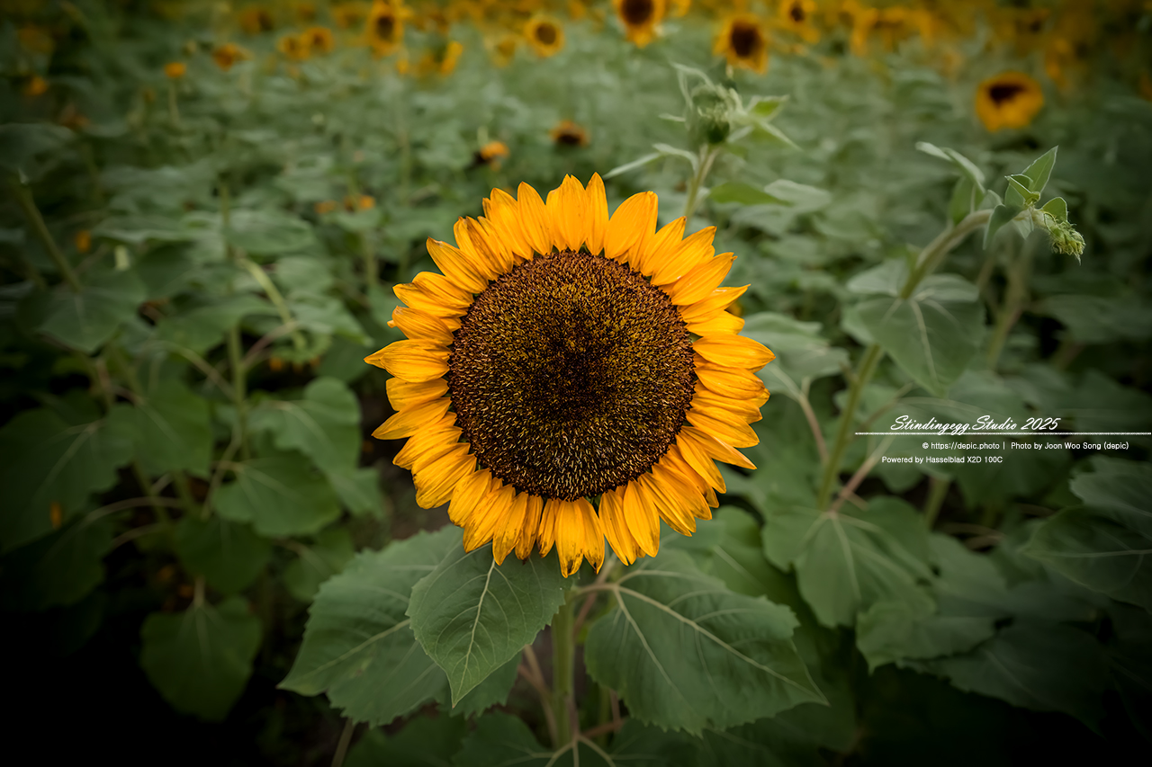 #경주 #첨성대 #반월성 #해바라기