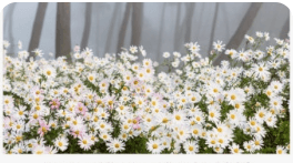 정읍 구절초꽃축제 