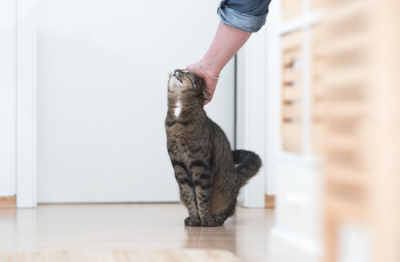 고양이가 어리광을