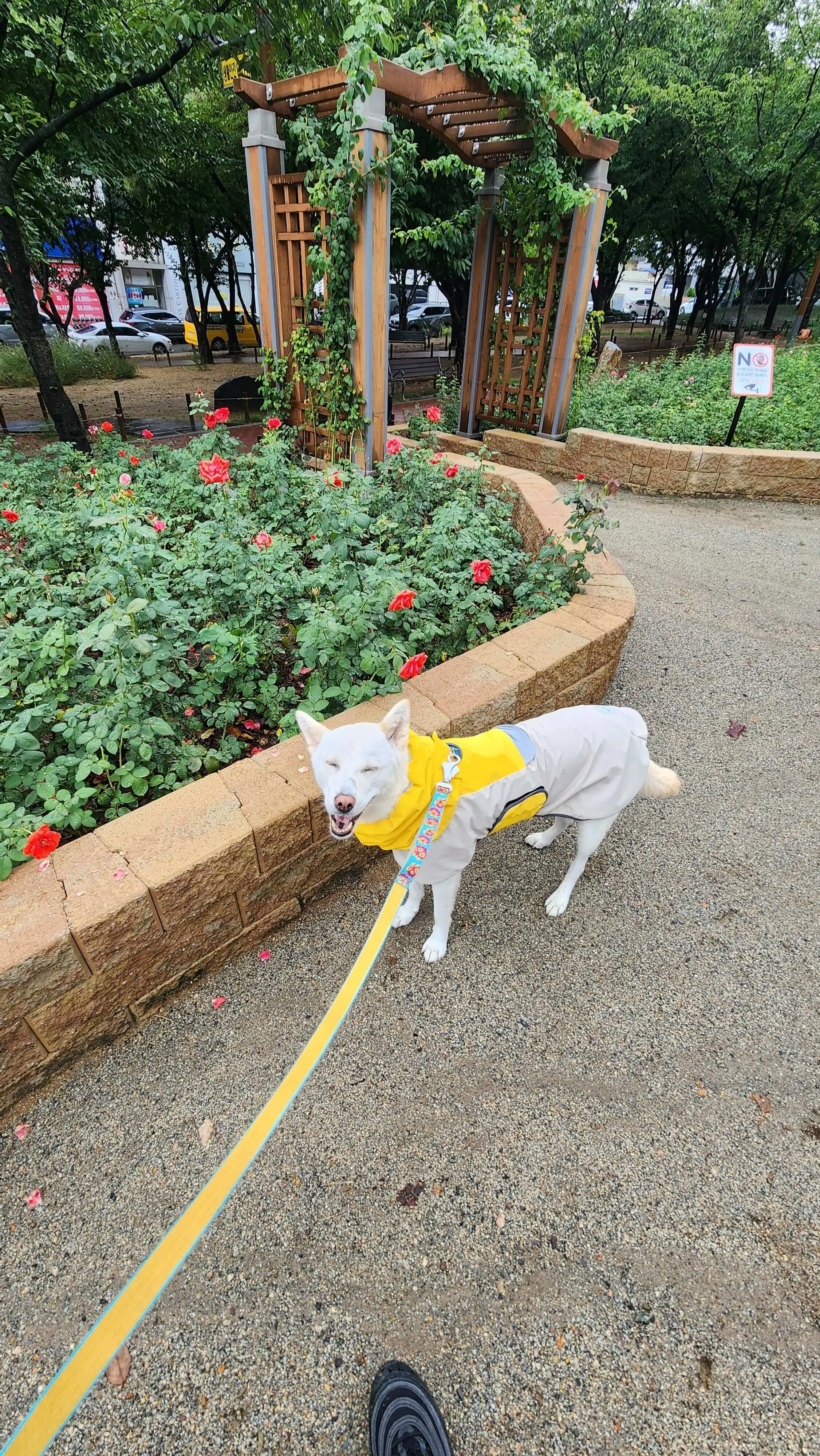 강아지 항문낭 짜기