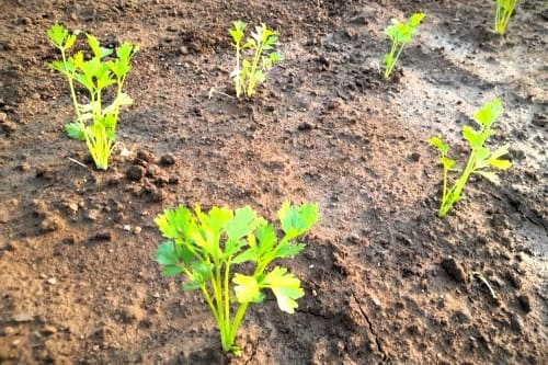 셀러리-재배환경-기후조건-토양요건-재배작형-봄뿌림-고랭지재배-여름뿌림-가을뿌림-재배시기-파종-정식-수확시기