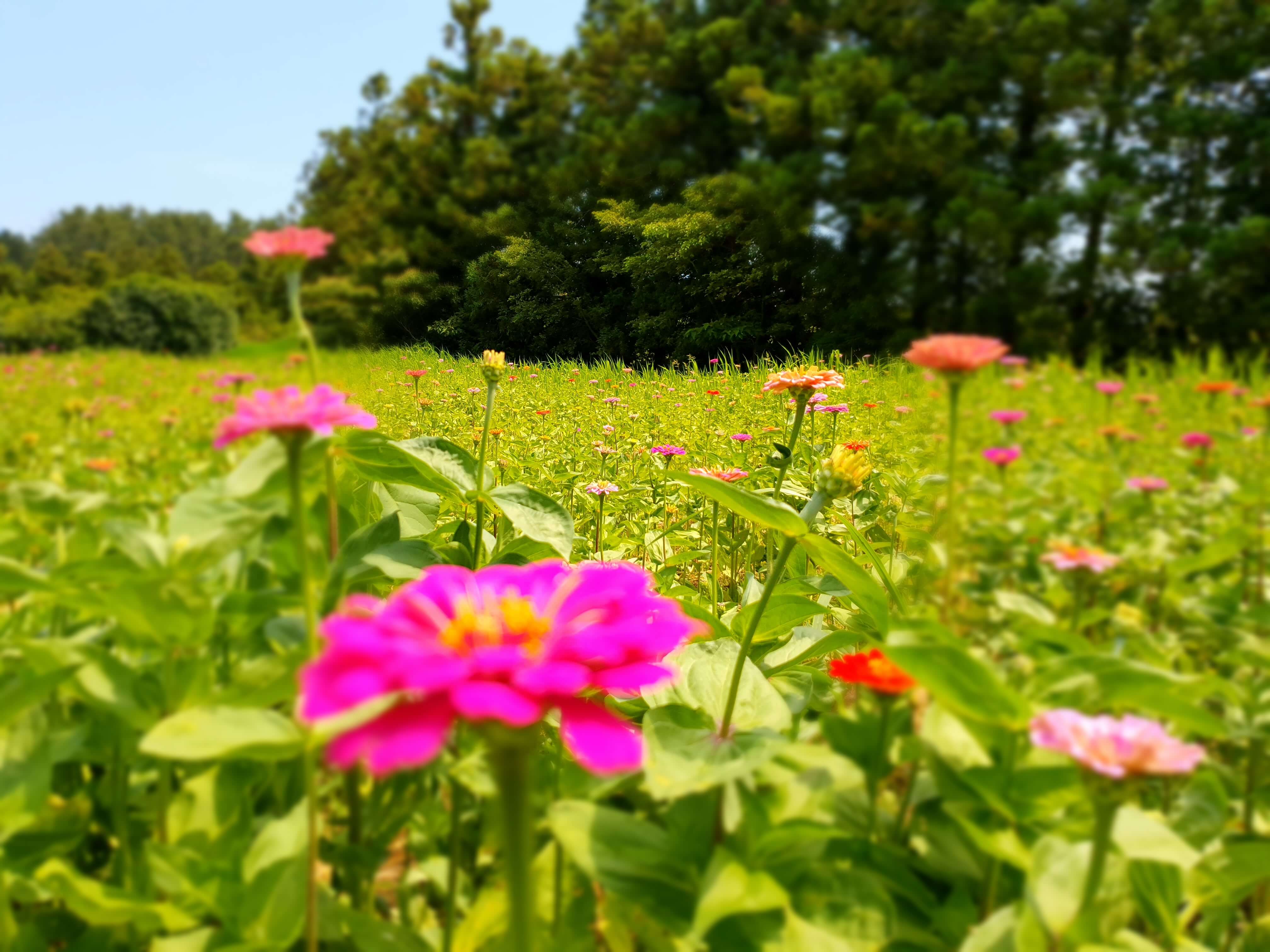 제주 항파두리 항몽유적지 양귀비 꽃밭 나홀로나무