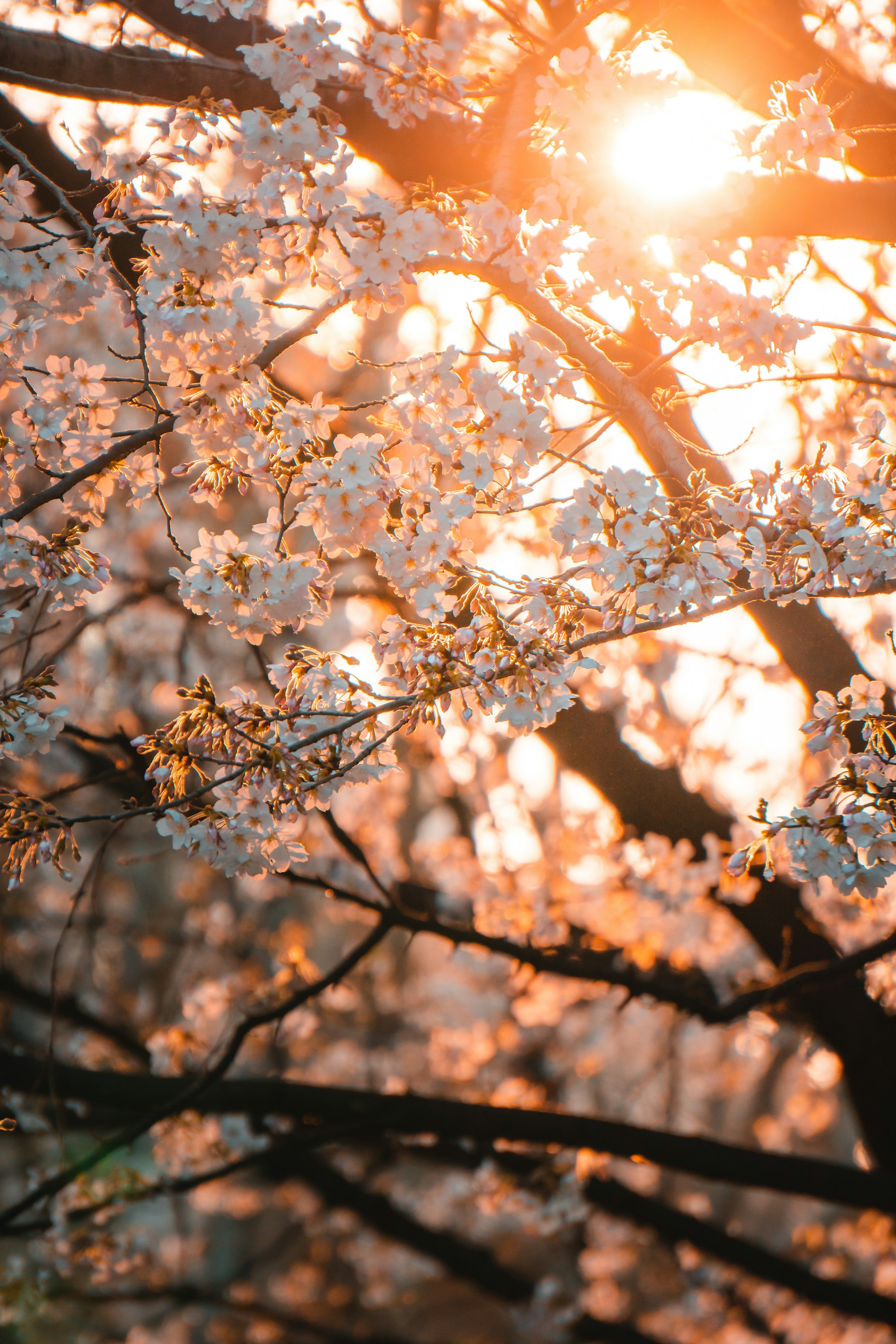 벚꽃 개화시기와 전국 축제 일정