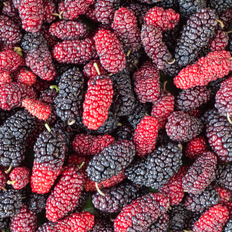 오디 효능 부작용