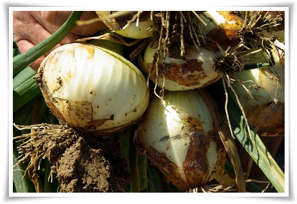 "10월, 양파 심으세요!" 건강한 양파 키우기 완벽 가이드!