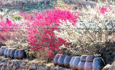 κ΄μ λ§€νλ§μ