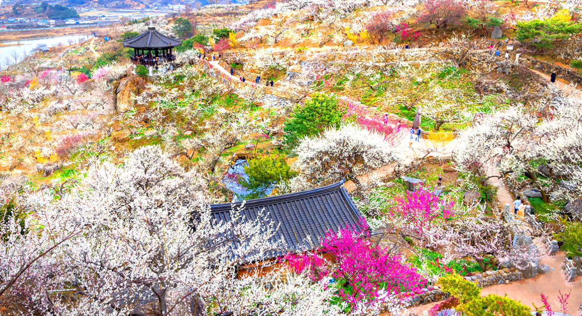 광양 매화축제