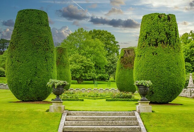 회양목 포토 묘목 키우기 및 가격 알아보기