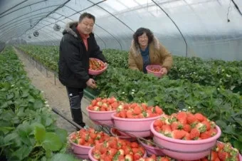 딸기 재배 런너 정리 보온 대책 하우스 관리_10