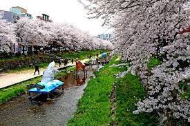 궁거랑 벚꽃축제 기본일정과 프로그램 및 초대가수 소개 (요요미 출연)