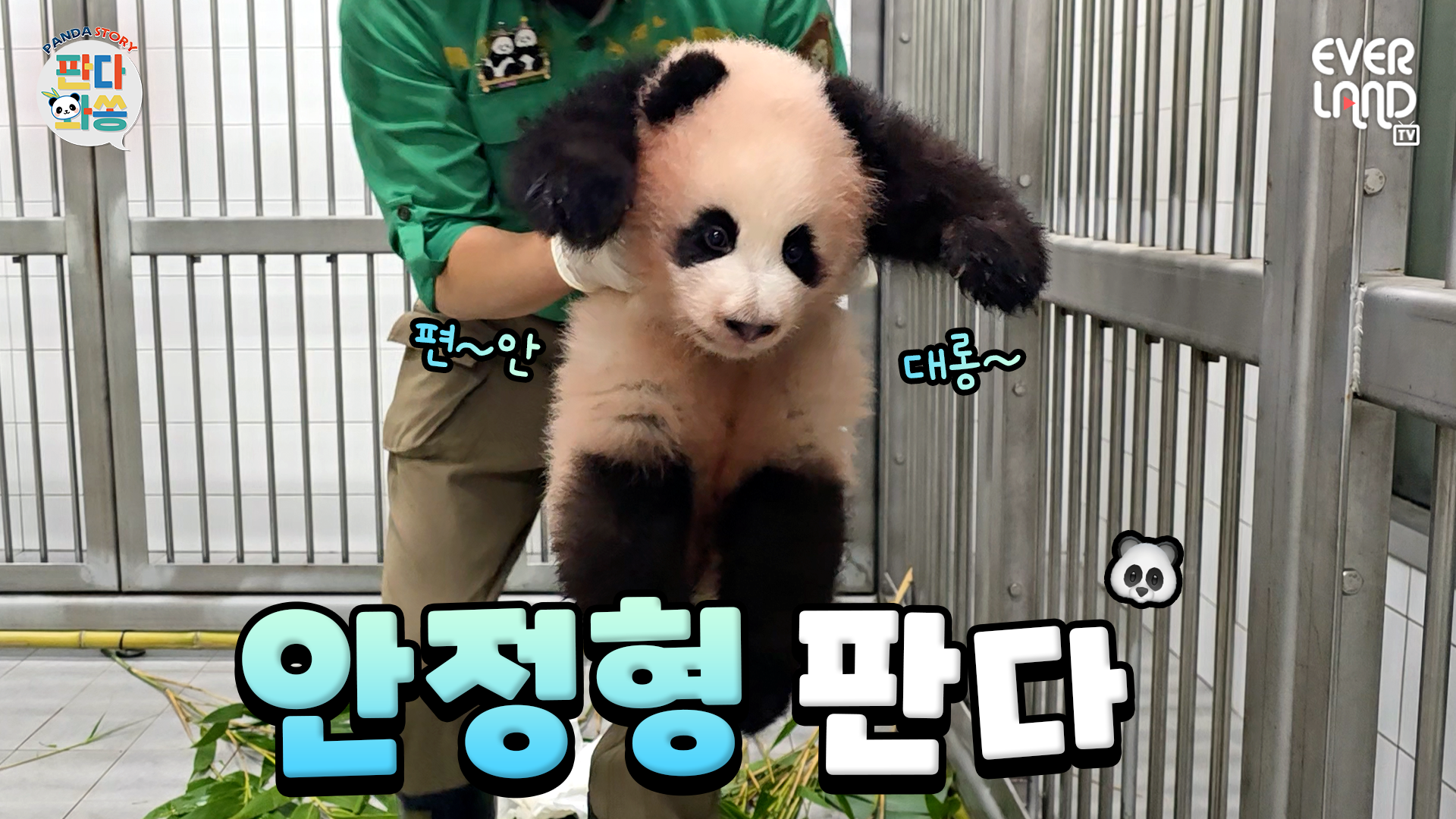 역시 요즘 대세는 안정형이지｜#판다와쏭 #276