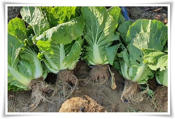 "남은 김장 배추 보관법" 땅속에 묻기/냉장/냉동 보관 등 오래 보관하는 법!