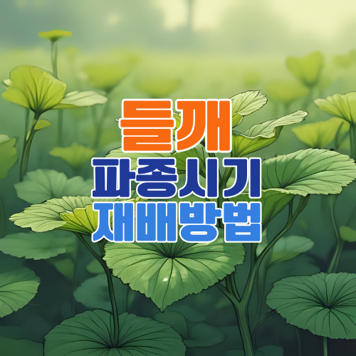 들깨 파종시기와 재배법 총정리 – 초보자도 쉽게 시작하는 들깨 심는 법