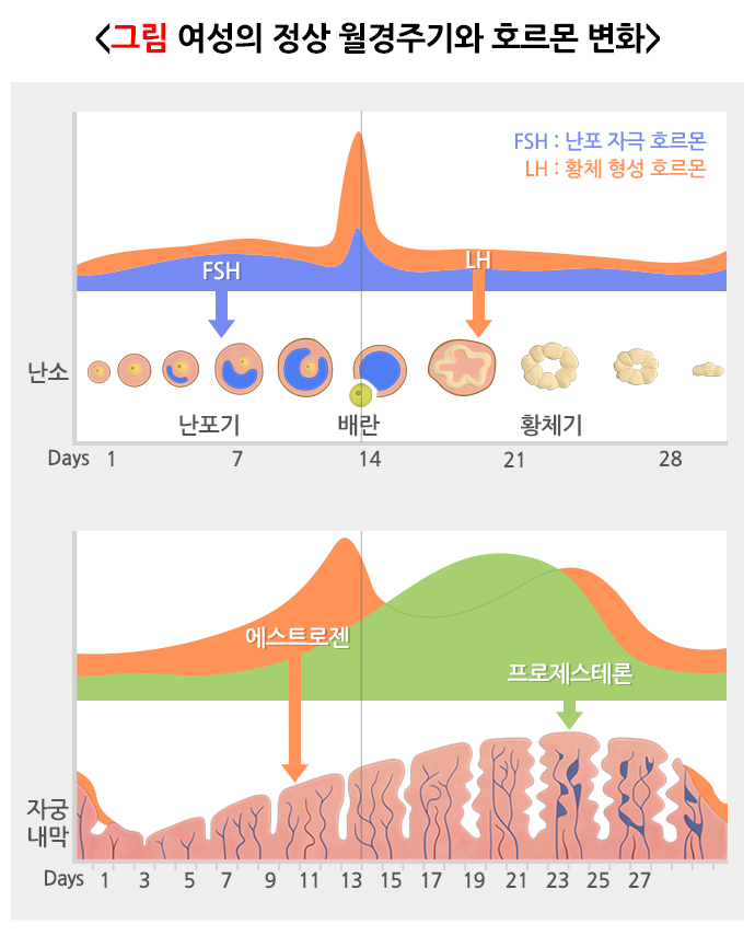 월경 주기