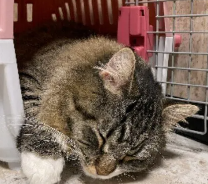 고양이의 컨디션이 급변하면…'만약'을 대비해 할 수 있는 5가지 일