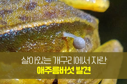 개구리-애주름버섯-썸네일