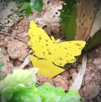 화분 응애 방제 초기발견 잎뒷면확인 샤워식세척 비누물활용 팁_10