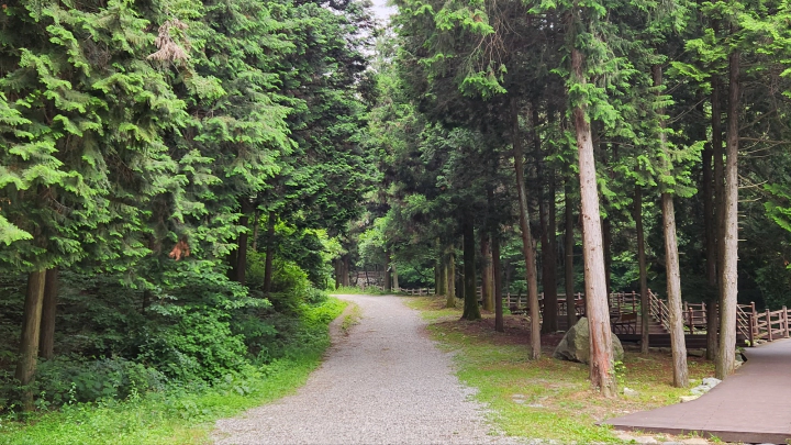 편백나무 성지, 장성 치유의숲 오르는 길 초입