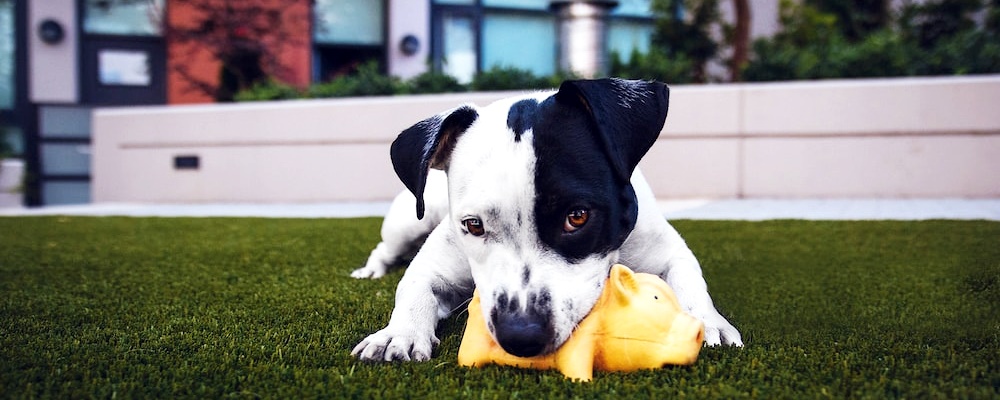 강아지 초콜릿 먹었을 때 대처방법 4