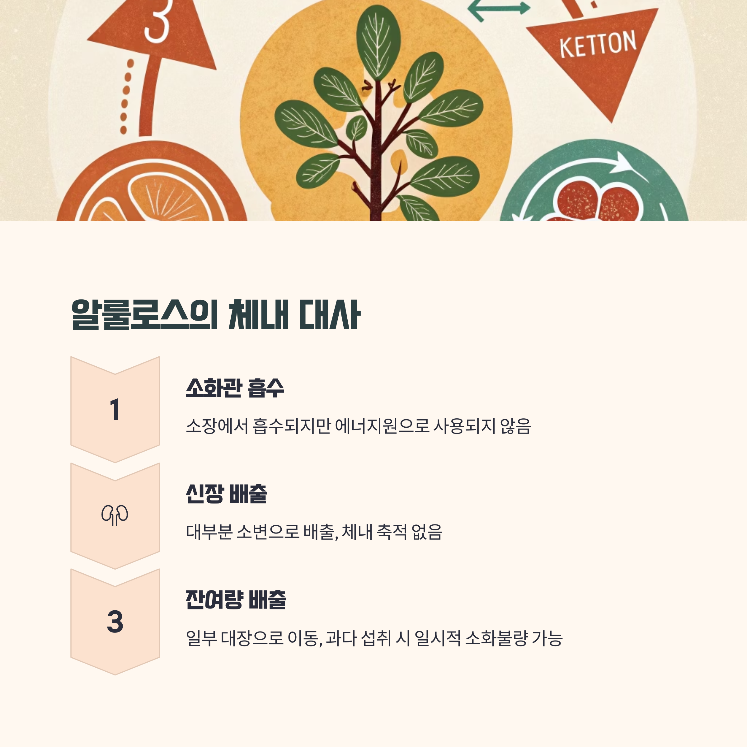 알룰로스의 체내 대사 과정과 안전성