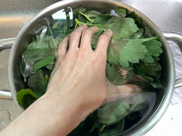 방풍나물 세척