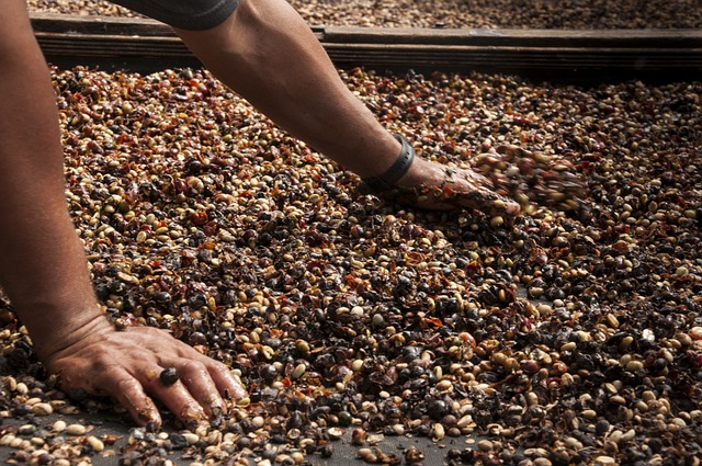 검은 콩의 효능과 부작용