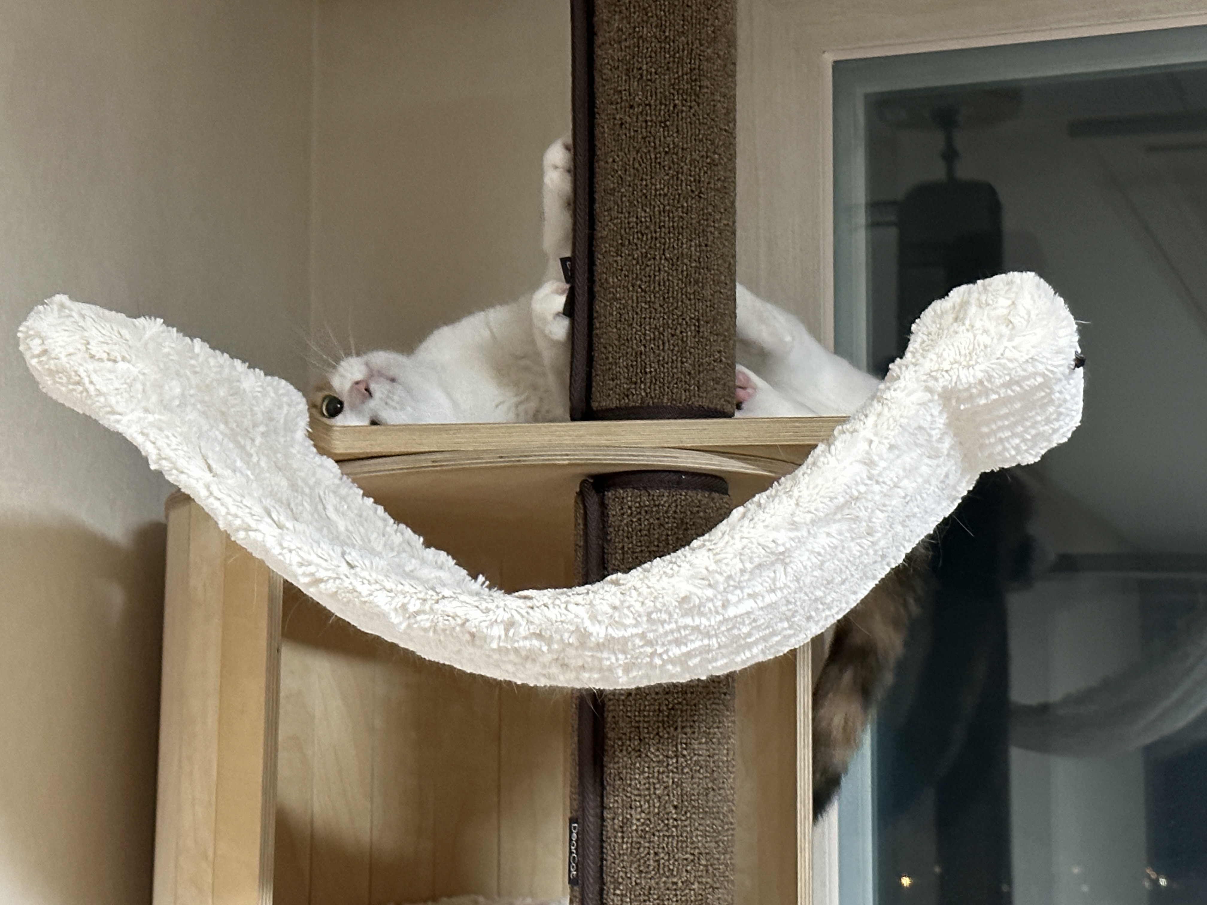 이른 새벽.. 요미에게 그분이 오셨다. (feat. 사차원 아기맹수와 호야)