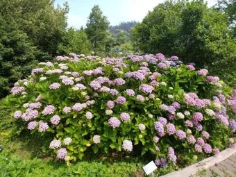 천리포 수목원 목련축제 입장료 여행코스_21