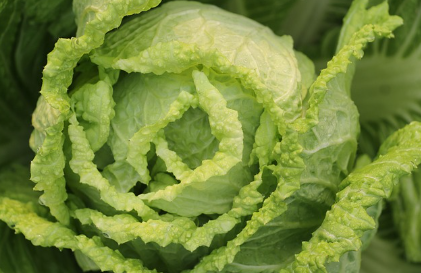김장 담그는 과정과 배추 10포기 기준 재료 비율