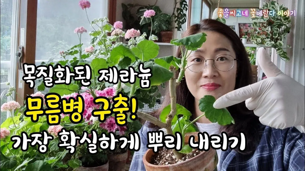 "제라늄