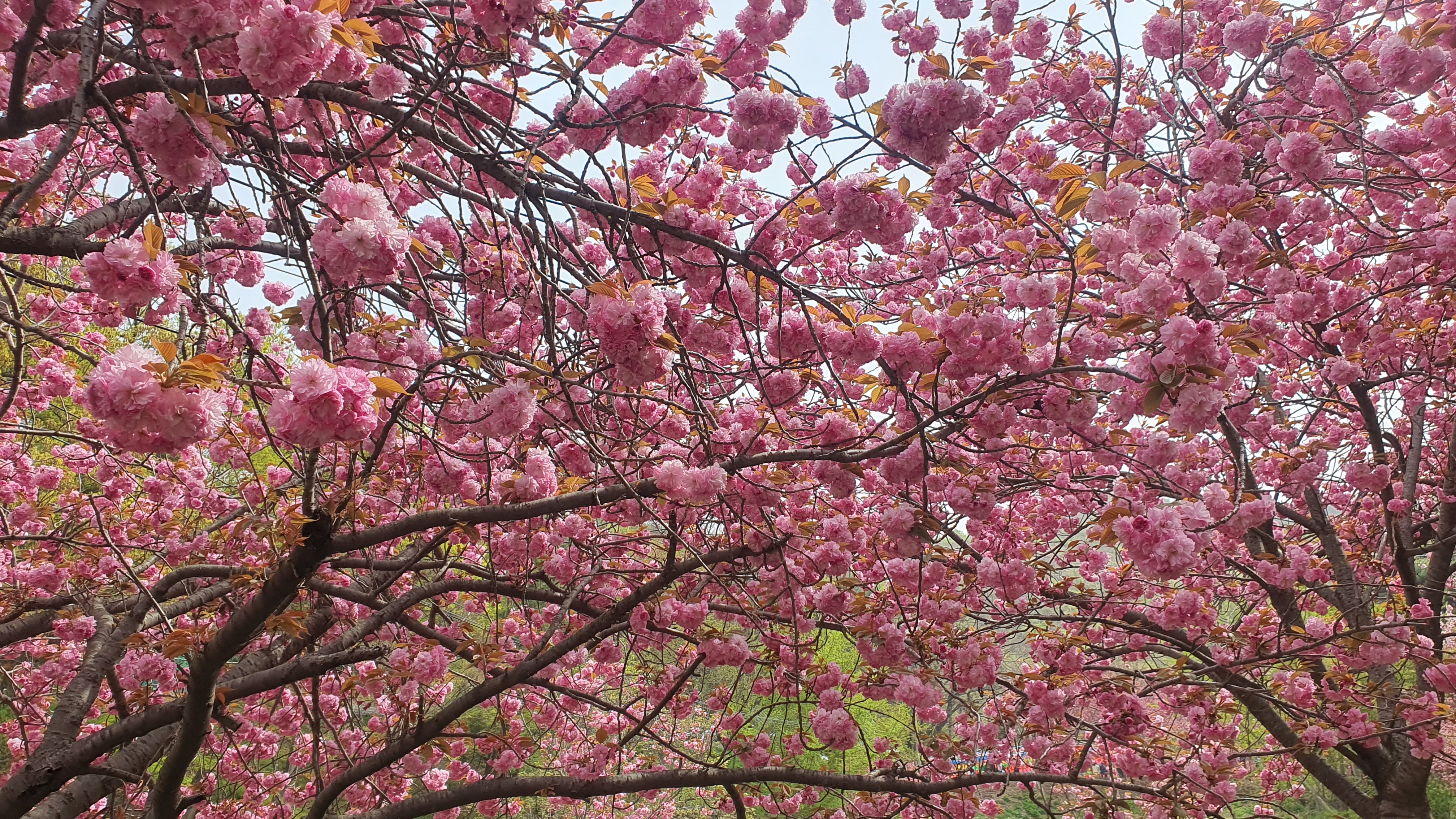 서산 문수사 서산 겹벚꽃 명소