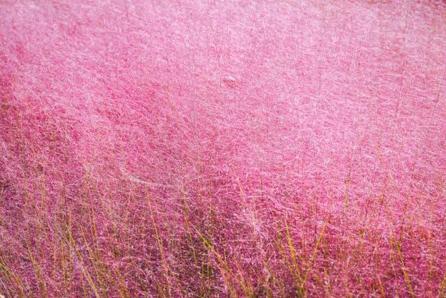 합천 핑크뮬리 축제