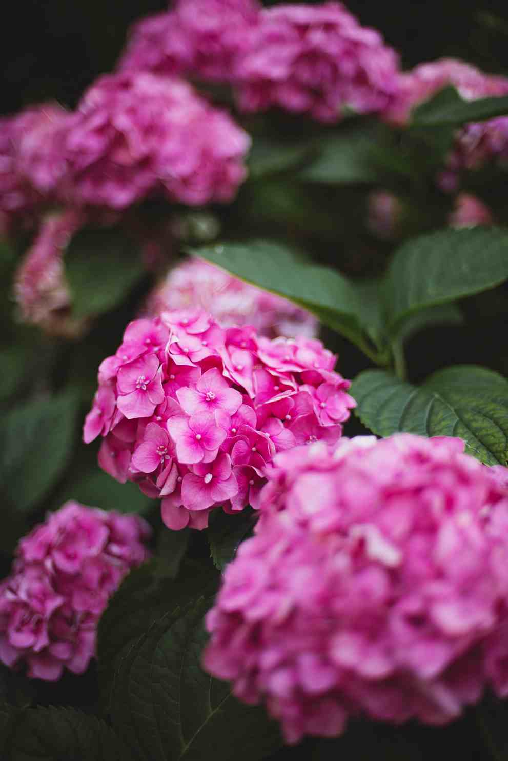 제주민속촌 수국축제