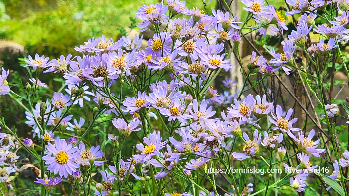 늦개미취 ,Aster tataricus. ,자원(紫菀)