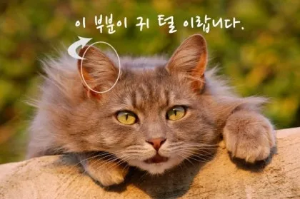 "고양이