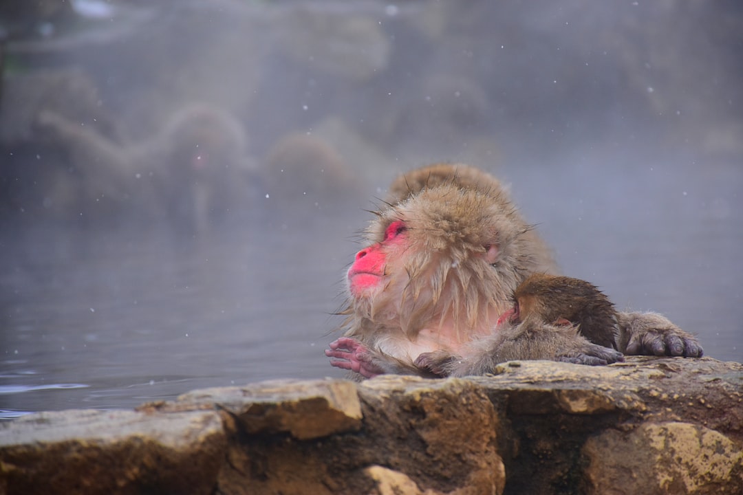 '온천' (onsen)