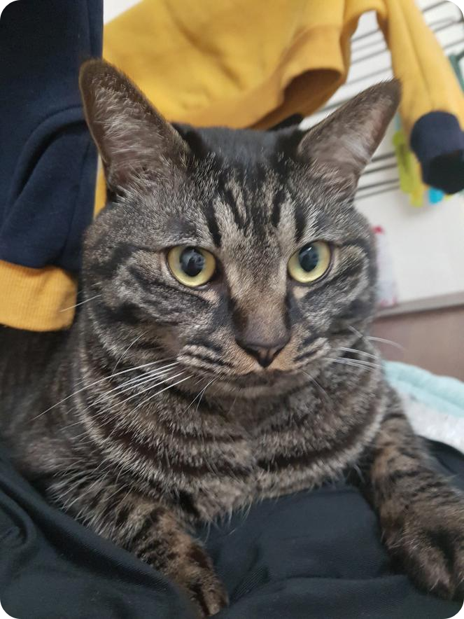 늠름한 고양이 후추