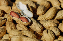 단백질이 많은 음식