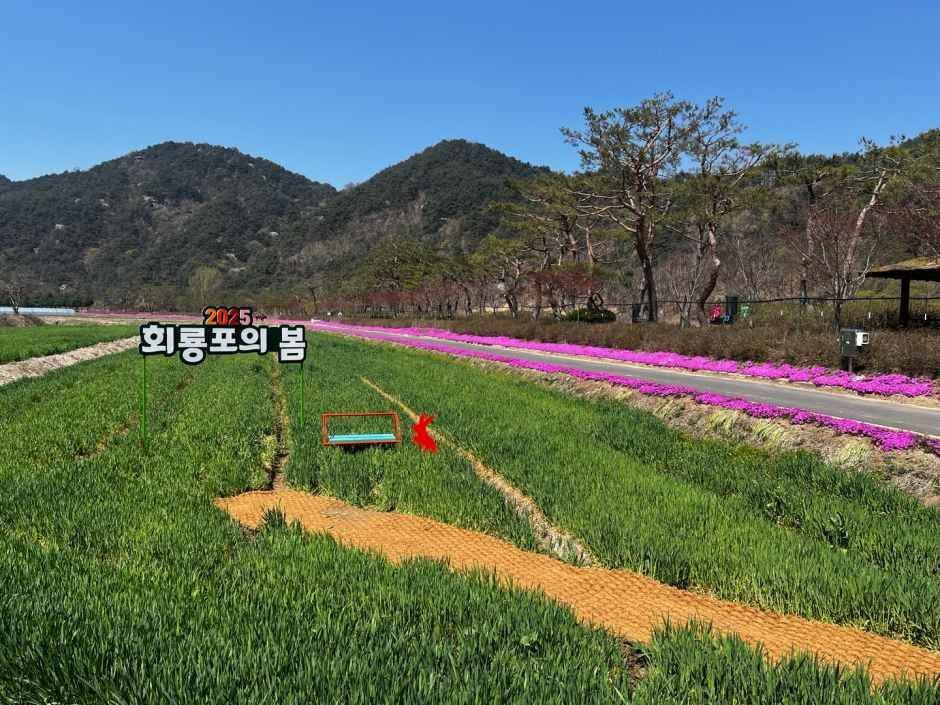 회룡포 봄나들이 축제 2026