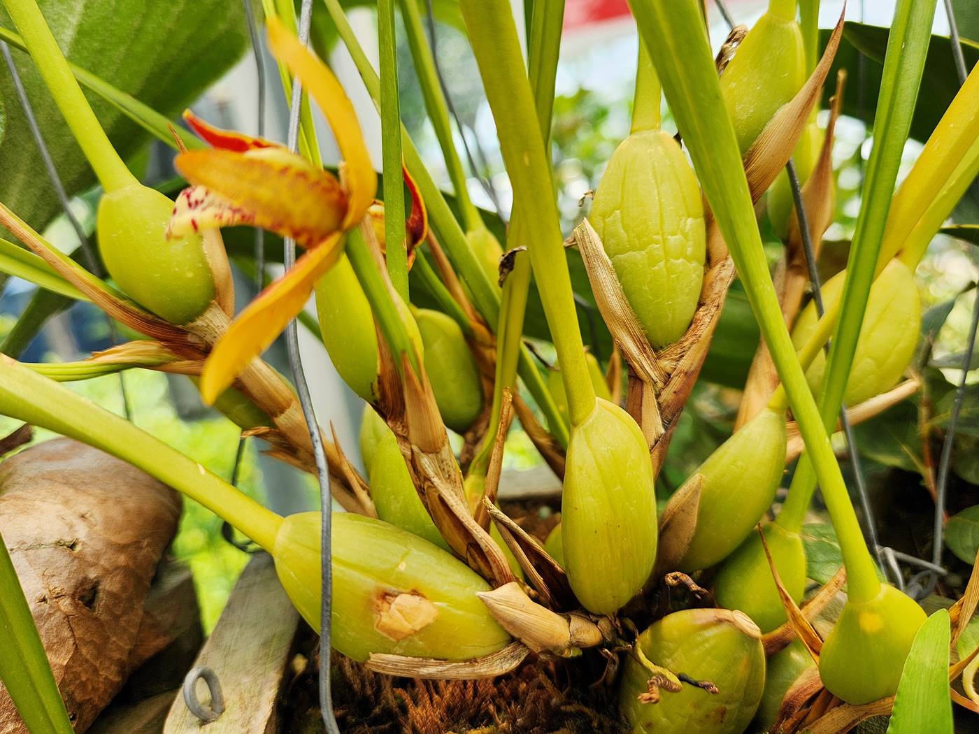 막실라리아 Maxillaria