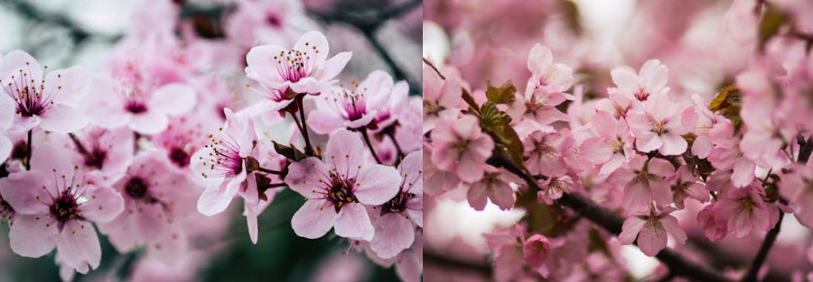 2025년 여의도 윤중로 벚꽃 개화 시기와 명소 축제 일정 총정리