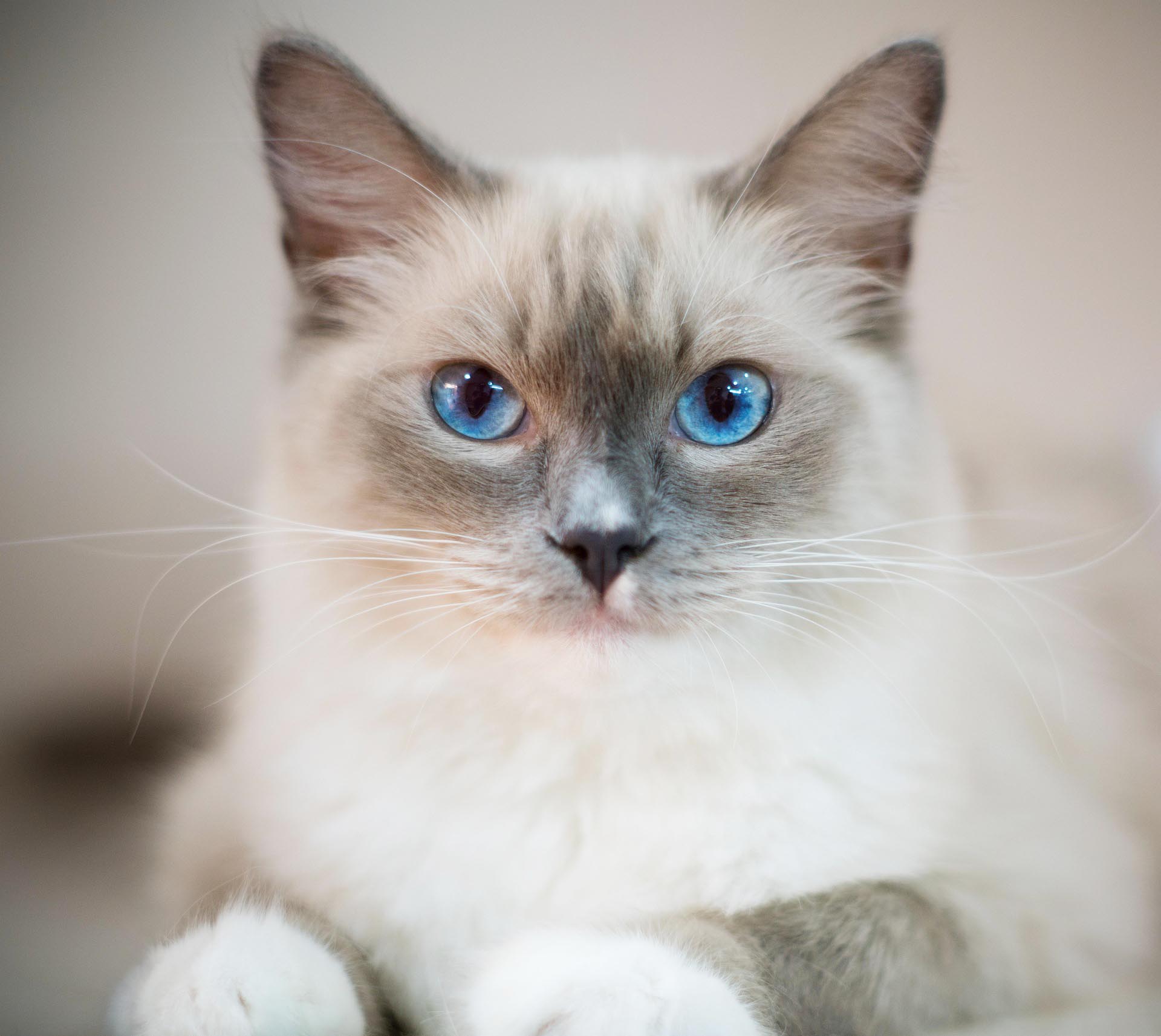 파란 눈을 가진 고양이