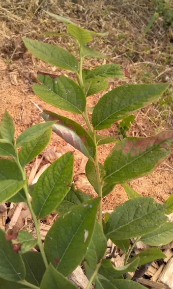 화분 잎타는 현상 예방 차광커튼 시간대조절 직사광관리 요령_2