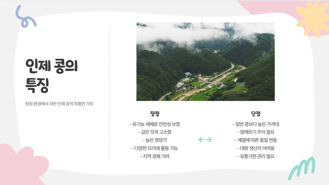 인제 콩의 특징