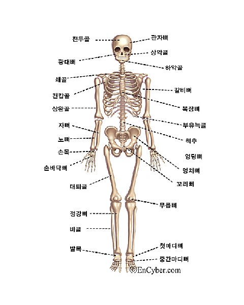 신체-골격도