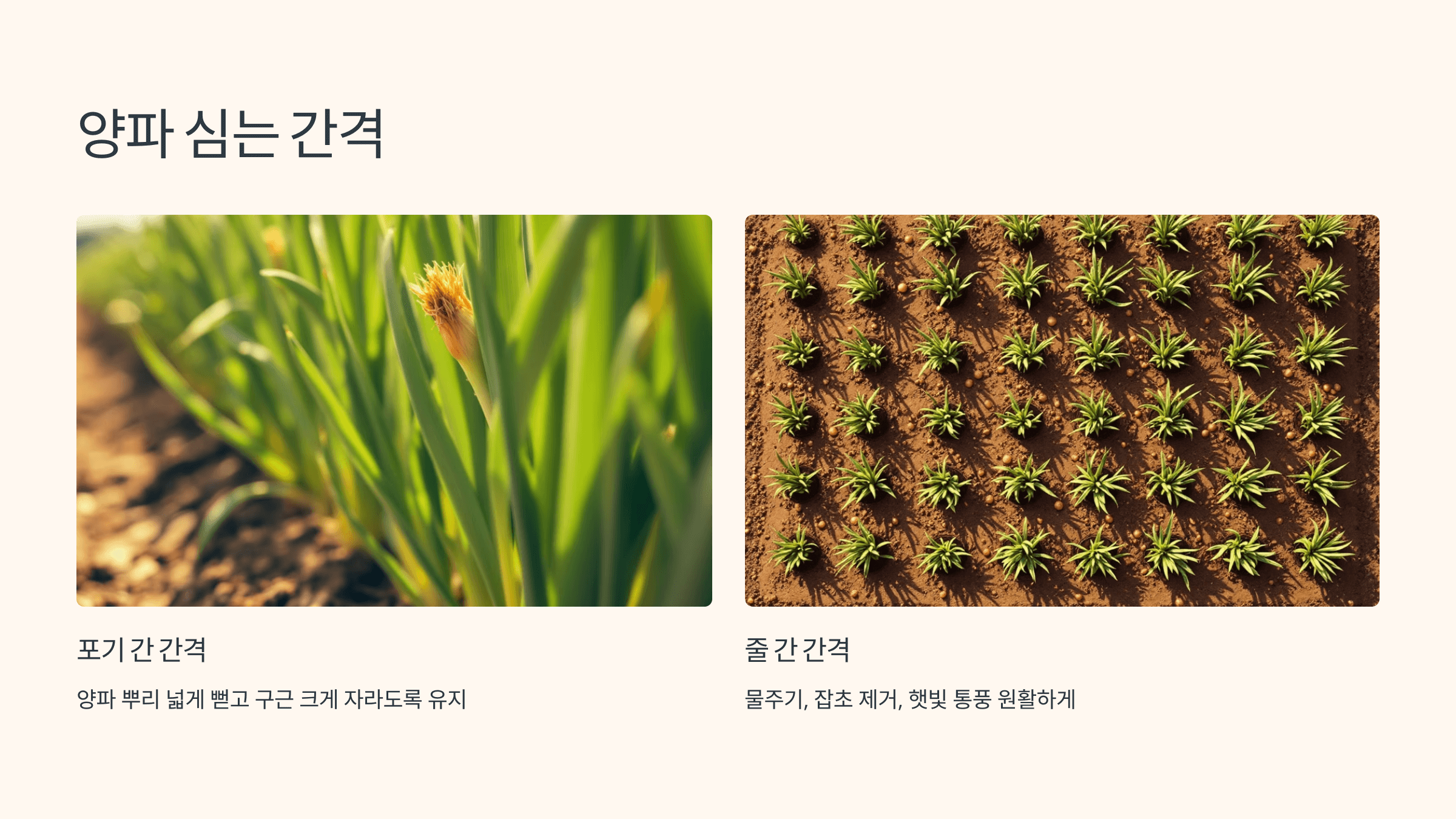 양파 사진입니다.