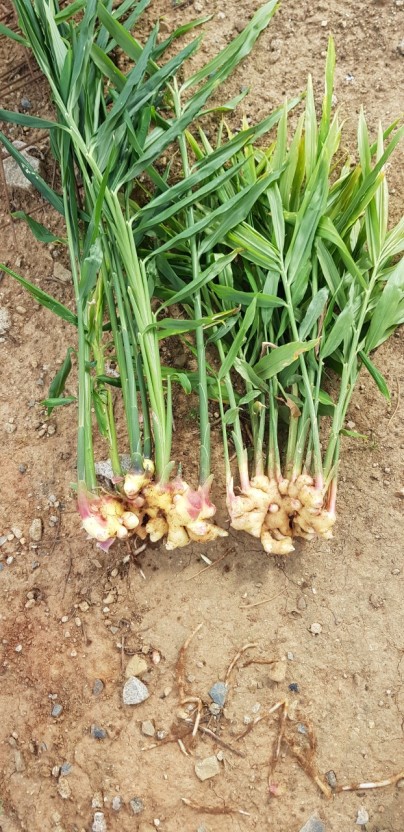 생강의 건강상의 이점-동의보감 생강