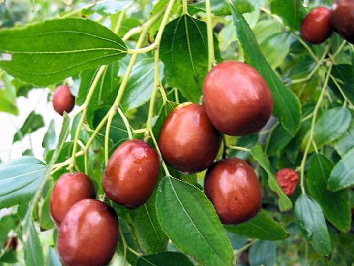 대추차 만드는법