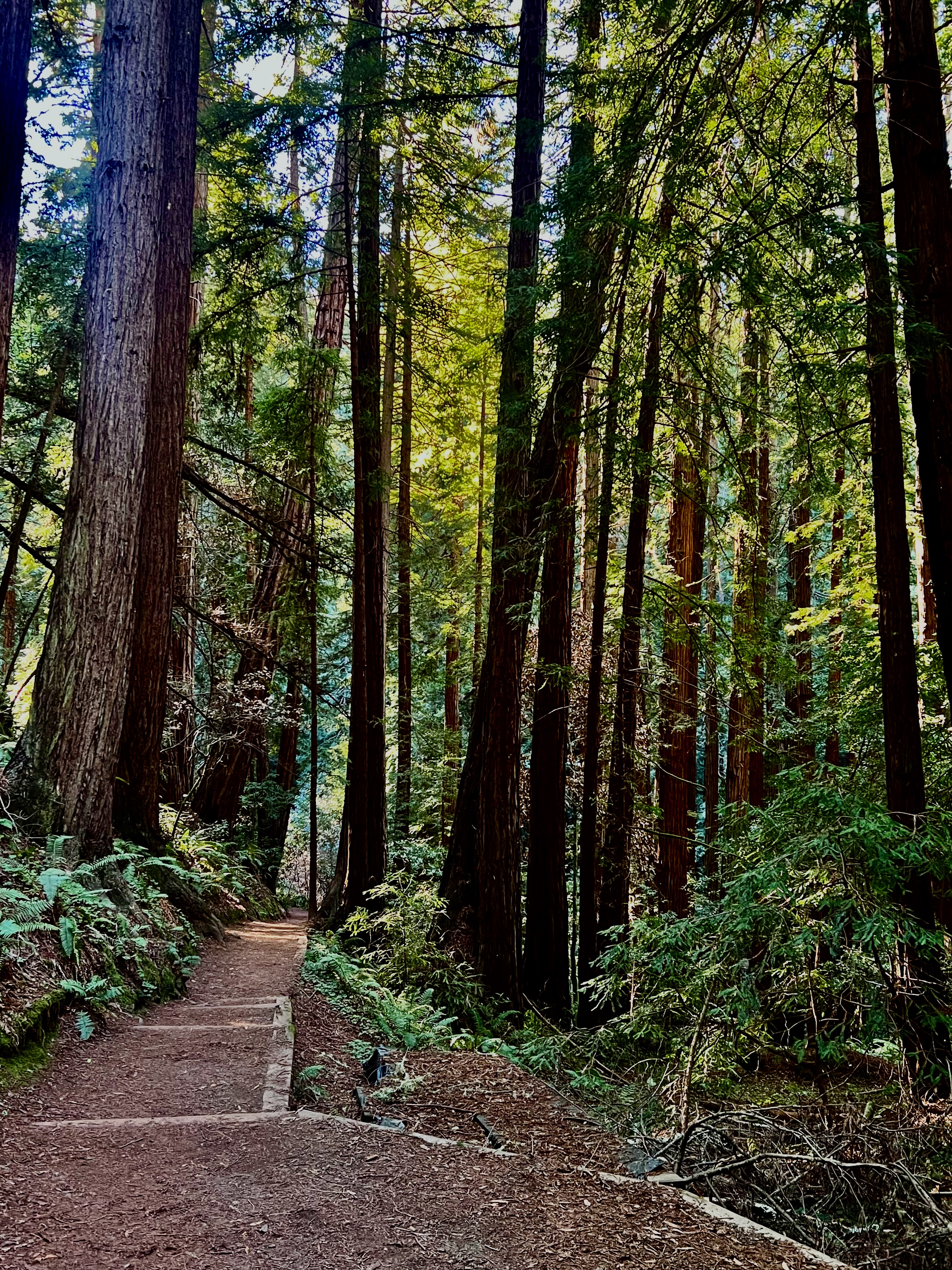 Muir Woods 입구